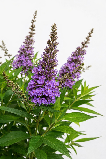 Буддлея Літл Ліла